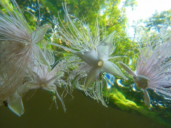 西表島カヌー、トレッキングツアーＡＬＢＵＭ/  グッドアウトドア