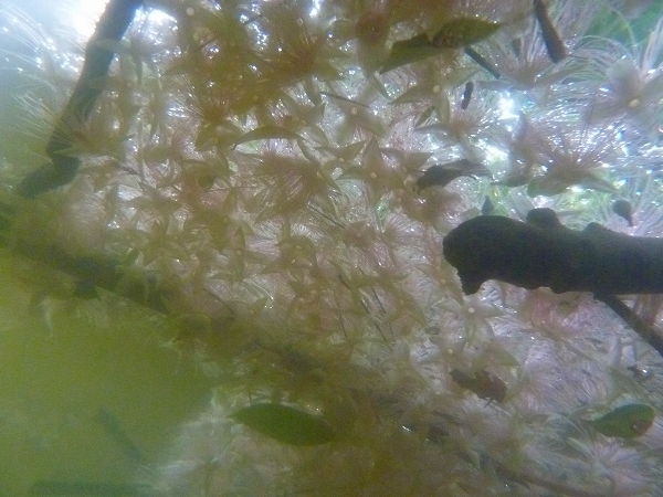 西表島カヌー、トレッキングツアーＡＬＢＵＭ/  グッドアウトドア