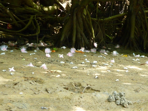 西表島カヌー、トレッキングツアーＡＬＢＵＭ/  グッドアウトドア