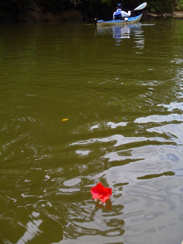 西表島カヌー、トレッキングツアーＡＬＢＵＭ/  グッドアウトドア