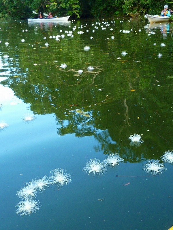 西表島カヌー、トレッキングツアーＡＬＢＵＭ/  グッドアウトドア