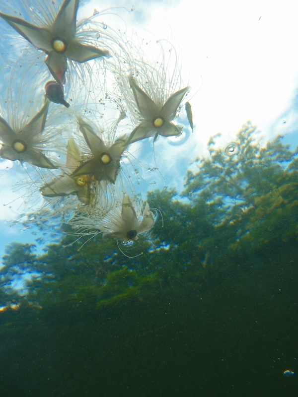 西表島カヌー、トレッキングツアーＡＬＢＵＭ/  グッドアウトドア