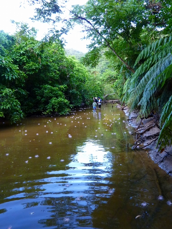 西表島カヌー、トレッキングツアーＡＬＢＵＭ/  グッドアウトドア
