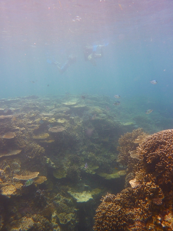 西表島カヌー、トレッキングツアーＡＬＢＵＭ/  グッドアウトドア