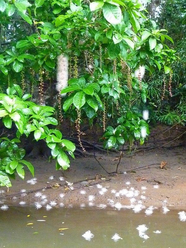 西表島カヌー、トレッキングツアーＡＬＢＵＭ/  グッドアウトドア