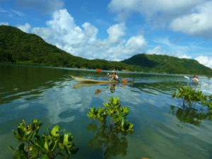 西表島ナカラ川のマングローブをカヌーで漕ぐ