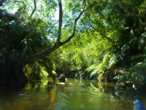 美しいアダナデ川のジャングルの中をカヤックで行く。