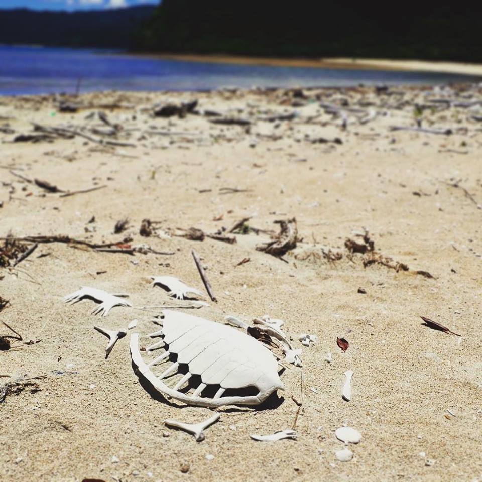 ウミガメの白骨遺体